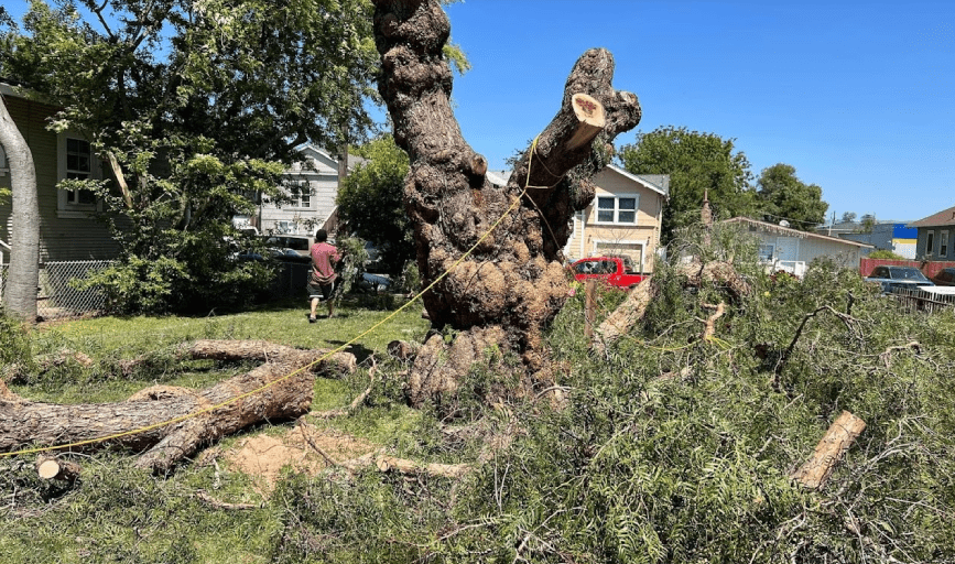 Pro M Tree Service