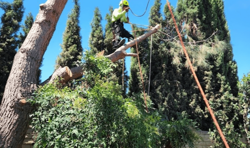 Pro M Tree Service